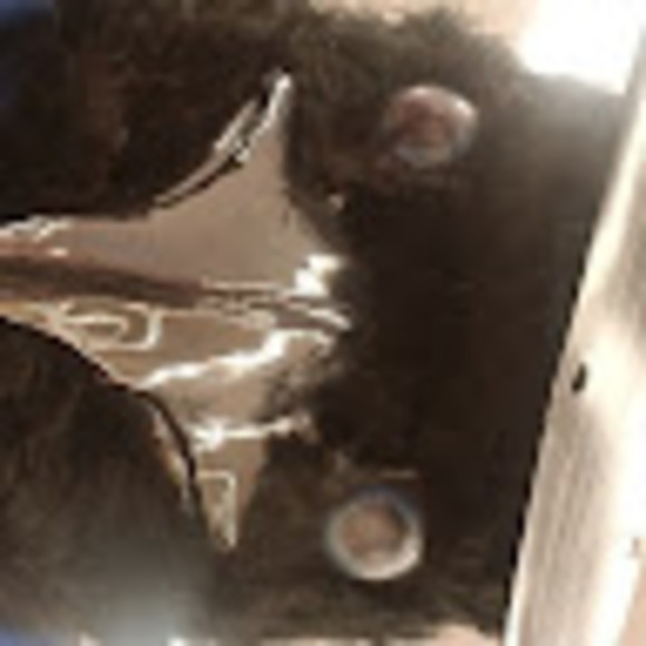 Meet your Posher, Moe - Picture 1 of 1